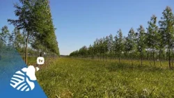 Forestry Research Boom | PTV #466