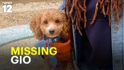 Family searching for Gio after dog runs out of Flatbush pet spa