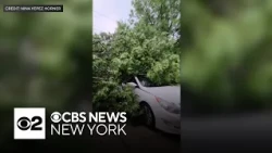Huge tree falls down on car in Manahawkin, N.J.