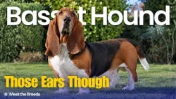 The Low Slung Hound That French Aristocrats Loved | Basset Hound