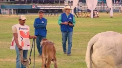 ExpoZebu: The greatest showcase of Zebu genetics and global livestock farming