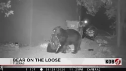 Bear on the loose in Tijeras