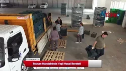 Bodrum Mandalininde Yeşil Hasat Bereketi