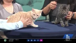 WGAL PAWS AND PALS 1017