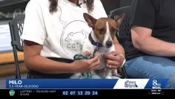 WGAL PAWS AND PALS 815