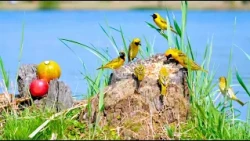 CAT TV FOR CATS TO WATCH 🦆 Sunny Day by the Water: Geese, Coots and Moorhens 4K HDR