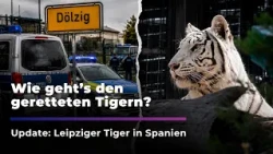 Tigers from Dölzig in Spain: How are Saphira and her cubs doing? | Sachsen Fernsehen