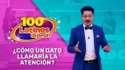 ¿Cómo Un Gato Llamaría La Atención? | 100 Latinos Dijeron