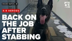 Grand Rapids K-9 stabbed in attack makes remarkable comeback
