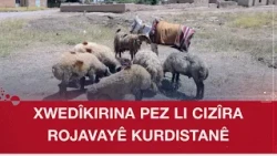 Qamişlo.. Xwedîkrina pez yek ji jêderên sereke ne yên jiyanê li gundan