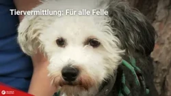 Pet Adoption: For All Furry Friends from 07/17/2026