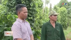 Protecting Orchards from the Threat of Counterfeit Fertilizer | Dak Lak Television