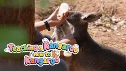 Teaching a kangaroo how to kangaroo