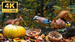 CAT TV FOR CATS TO WATCH 🐿️ Squirrels, Willow Tits, Nuthatches & Jays in a Forest 4K HDR