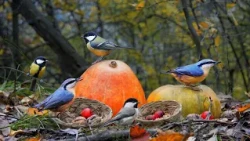 CAT TV FOR CATS TO WATCH 🐿️ Wild Birds in a Cozy Fall Forest | 4K HDR