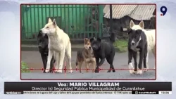Two people attacked by dogs in Curanilahue: preventive measures being analyzed