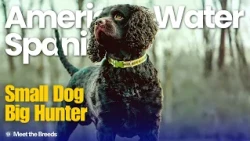 One of the Rarest Dog Breeds in America | American Water Spaniel