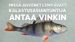Syökö ahven paremmin illalla vai aamulla? "Jos joku väittää..."