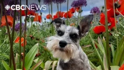 Dogtor Conrad Sparkles elected Calgary's dog mayor