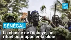 Au Sénégal, des hommes pratiquent la chasse pour faire tomber la pluie • FRANCE 24