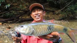 Menaklukkan Penguasa Air Deras | MANCING MANIA STRIKE BACK (25/10/26) P2
