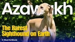 The Sighthound of the Sahara Desert | Azawakh