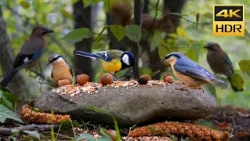 CAT TV FOR CATS TO WATCH 🐿️ Squirrels, Nuthatch, Eurasian jay in the Forest