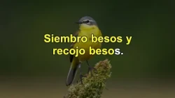 Karaoke - El pajaro amarillo