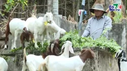 Boer Goat Crossbreeding Pilot Program in Son Ha Commune | QNgTV