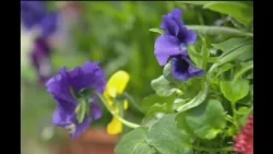 The Maryland Home & Garden Show brings over 300 vendors to Timonium Fairgrounds