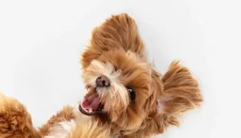 ¿Qué sienten los perros?