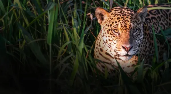 Objectif Wild: Face à face avec les jaguars
