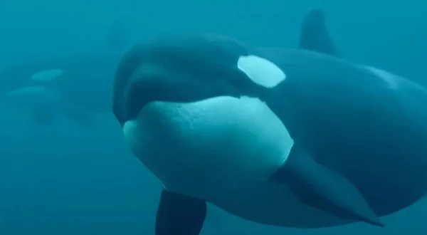 Το Χρονικό της Φάλαινας Δολοφόνου | Killer Whale Chronicles