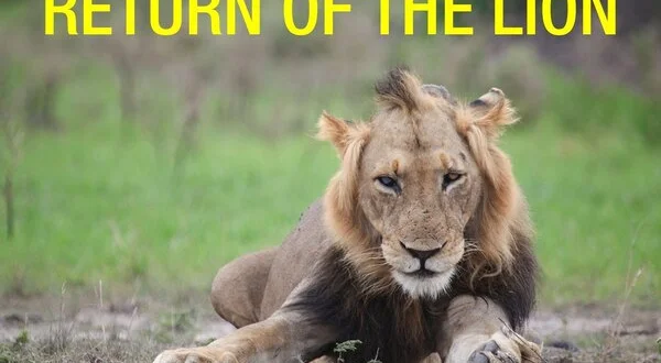 Return of the Lion