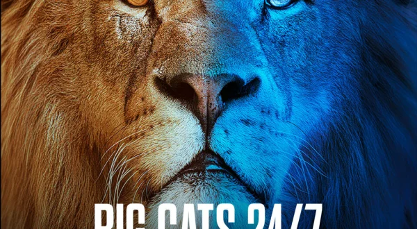 Big Cats 24/7