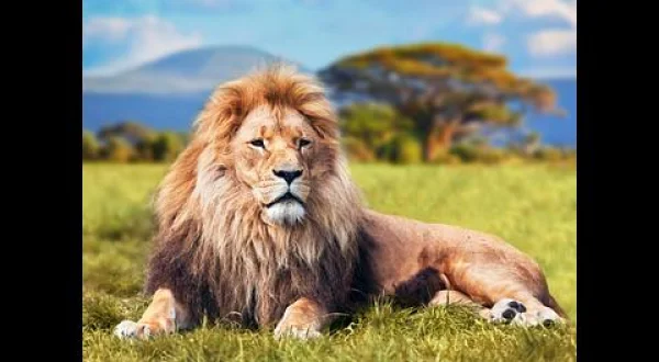 動物サバイバル・バトル：動物たちのスキル(二)
