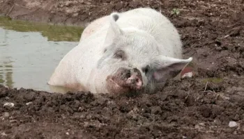 La mia vita è una fattoria