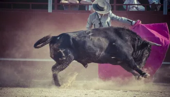 Toros