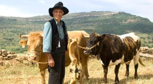 Arado del campo con vacas. El yugo y otras herramientas tradicionales de labranza