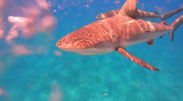 Stranger Sharks
