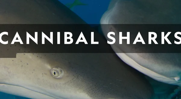 Cannibal Sharks