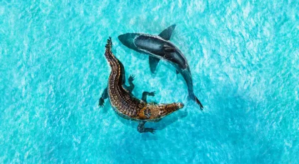 Weisser Hai vs. Mega Croc