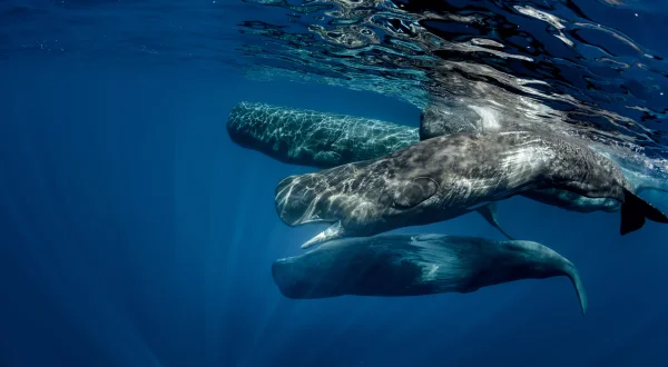 Paul Watson – Bekenntnisse eines Öko-Terroristen