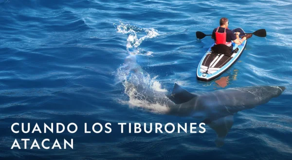 Especial cuando los tiburones atacan