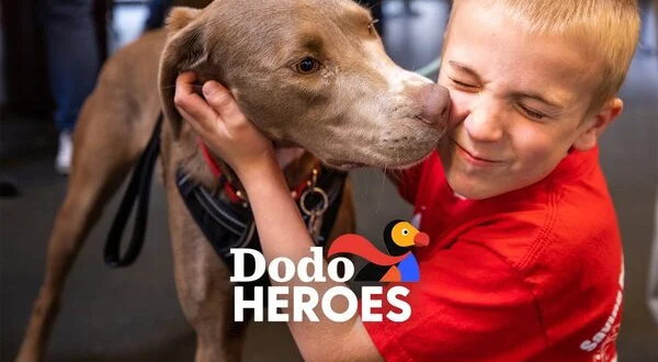 Dodo Heroes