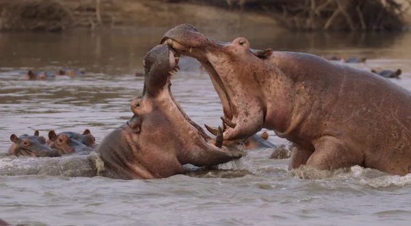 Ανελέητο Παιχνίδι, Τέσσερις Παίχτες | Wild Game: Four Players