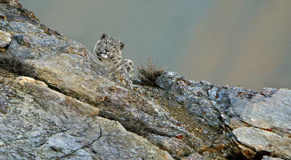 Ψάχνοντας τη Λεοπάρδαλη του Χιονιού | In Search of Snow Leopards