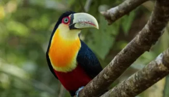 Natureza do Mundo: Animais em Miniatura