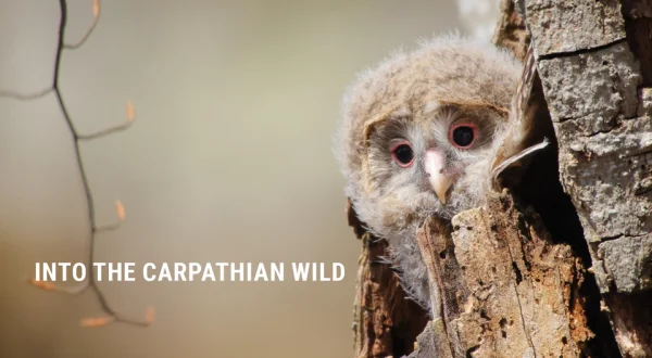 Into the Carpathian Wild