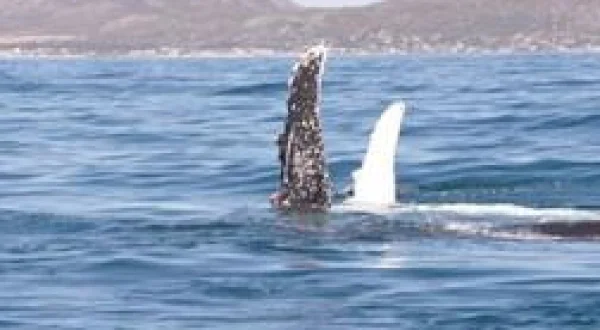 Requin vs Orque